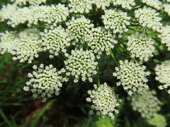 Visnaga daucoides