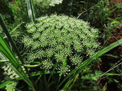 Visnaga daucoides