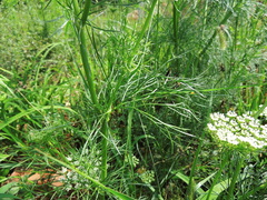 Visnaga daucoides