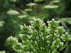 Visnaga daucoides