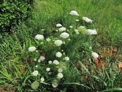Visnaga daucoides