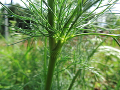 Visnaga daucoides