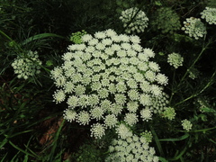 Visnaga daucoides