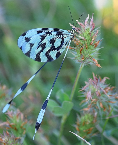 Sinuated Spoonwing photo 2