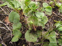 Centella asiatica