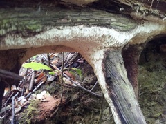 Subantrodia juniperina