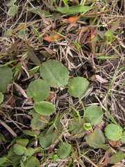 Centella asiatica