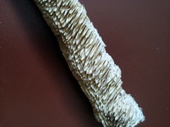 Subantrodia juniperina