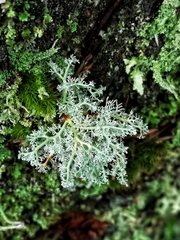 Sphaerophorus globosus