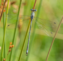 Lestes undulatus