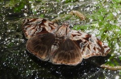 Noctuana haematospila