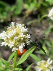 Spermacoce densiflora