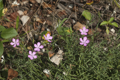 Dianthus caucaseus