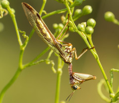 Paramantispa prolixa