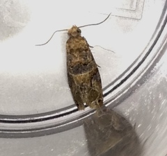 Lobesia transtrifera