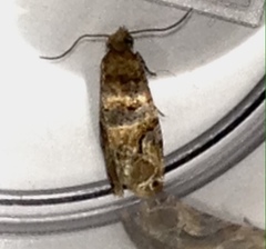 Lobesia transtrifera