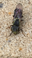 Paratrigona