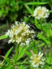 Spermacoce densiflora