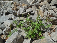 Cardamine graeca
