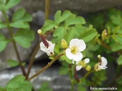 Cardamine graeca