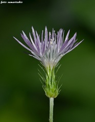 Carduus argentatus