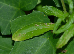 Carduus argentatus