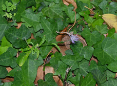 Carduus argentatus