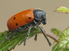 Lachnaia pubescens
