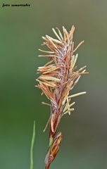 Carex flacca serrulata