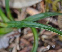 Carex flacca serrulata