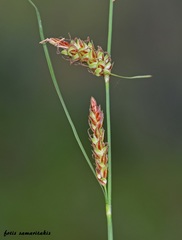 Carex flacca serrulata