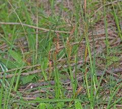 Carex flacca serrulata