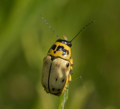 Metallactus pollens
