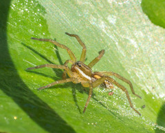 Diapontia uruguayensis
