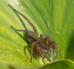 Diapontia uruguayensis