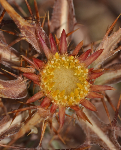 Carlina barnebiana
