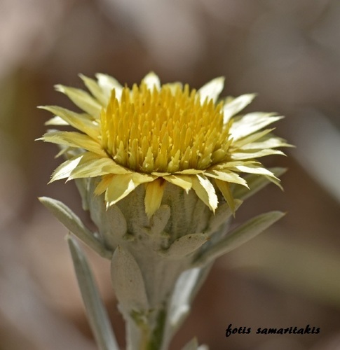 Carlina diae