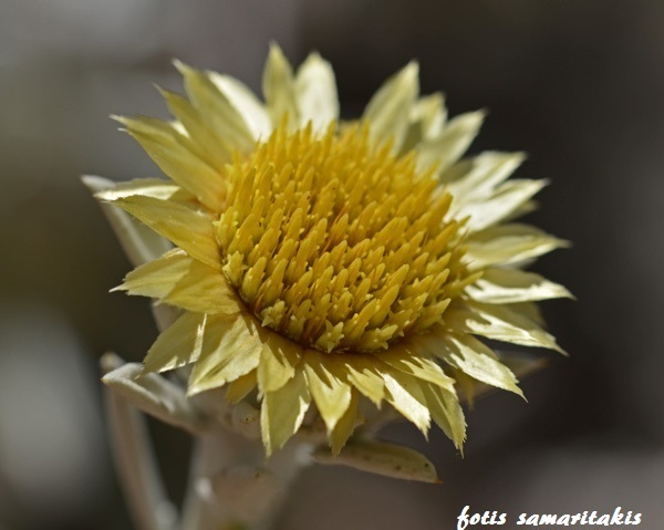 Carlina diae