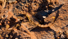 Opistophthalmus
