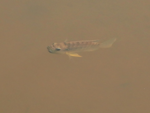 Oreochromis leucostictus