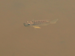 Oreochromis leucostictus