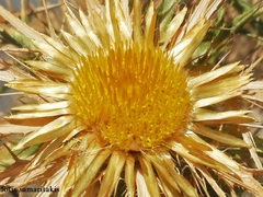 Carlina graeca