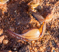 Opistophthalmus