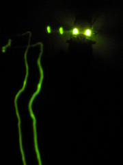 Phanophorus perspicax