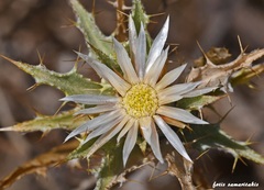 Carlina lanata