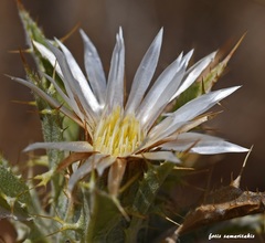 Carlina lanata