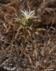 Carlina lanata