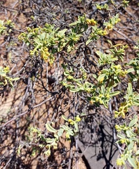 Hermannia holosericea