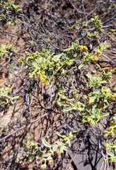 Hermannia holosericea