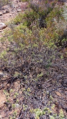 Hermannia holosericea